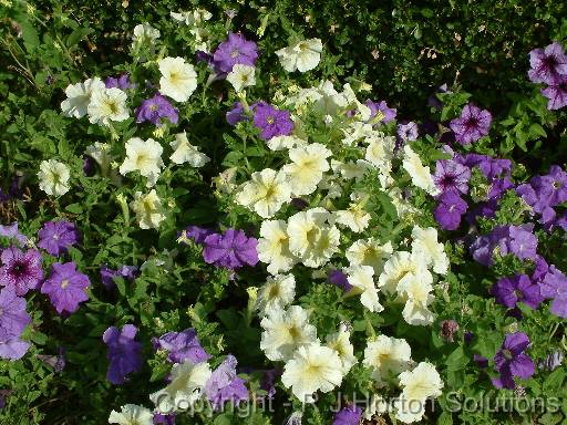 Petunias white and blue 